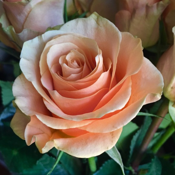 angela_feraci